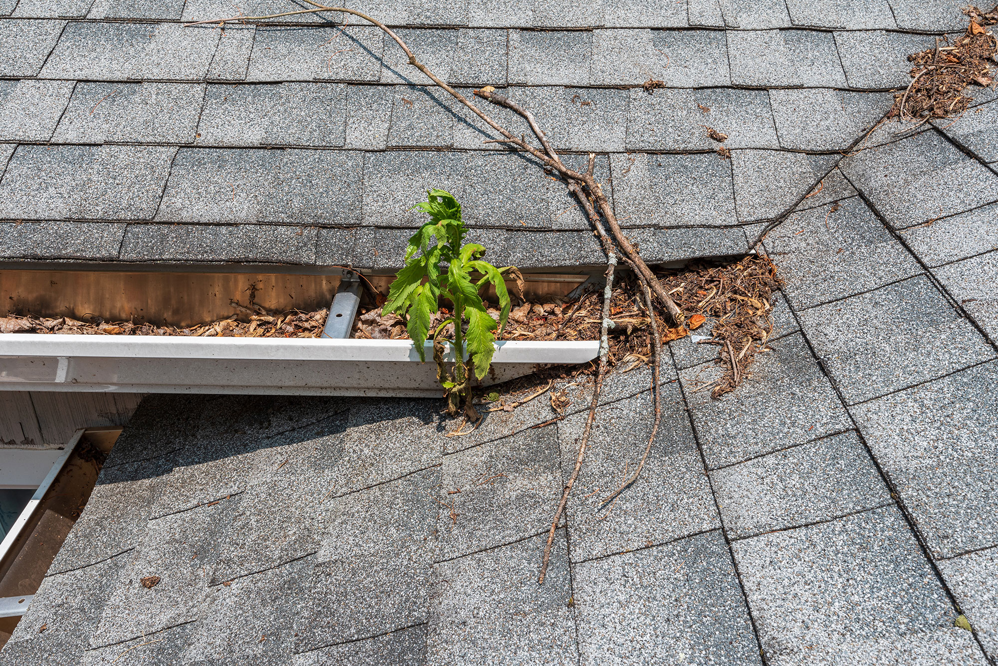 summer clogged gutters