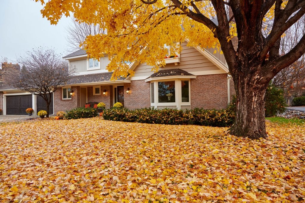 Fall leaves carpeting the front yard of my house during autumn