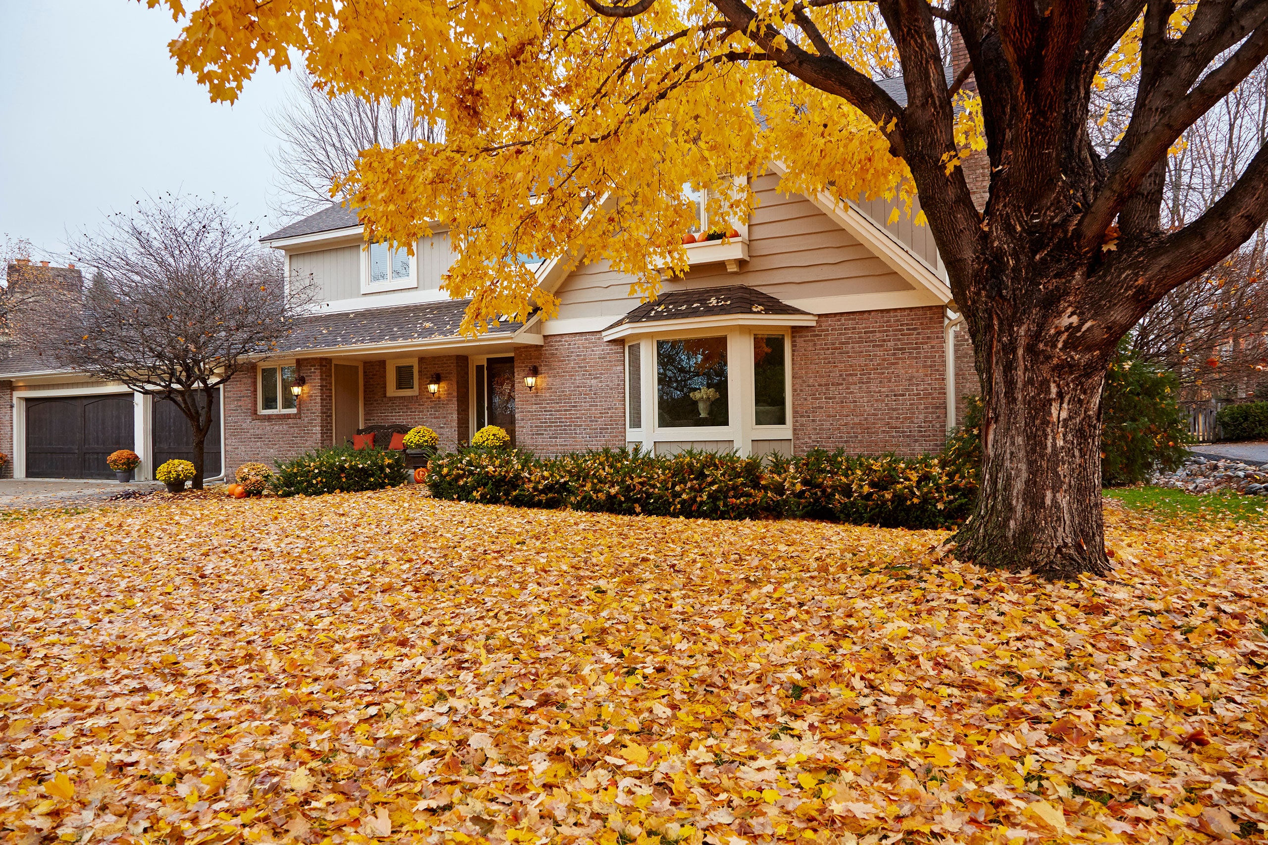 Fall leaves carpeting the front yard of my house during autumn